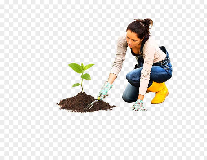 Plant Seedling Soil Botanical Illustration Stem PNG