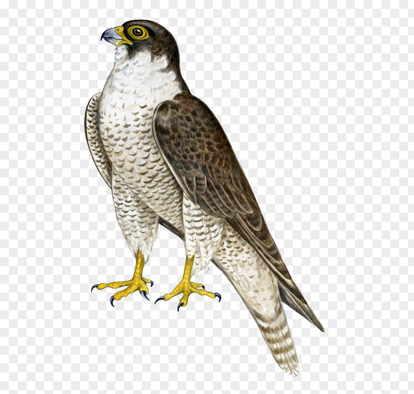 Standing Falcon Bird Hawk Flight PNG