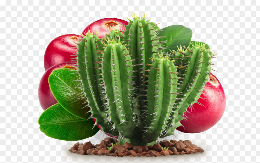 Cactus And Fruit Cactaceae Barbary Fig Y Suculentas Succulent Plant PNG