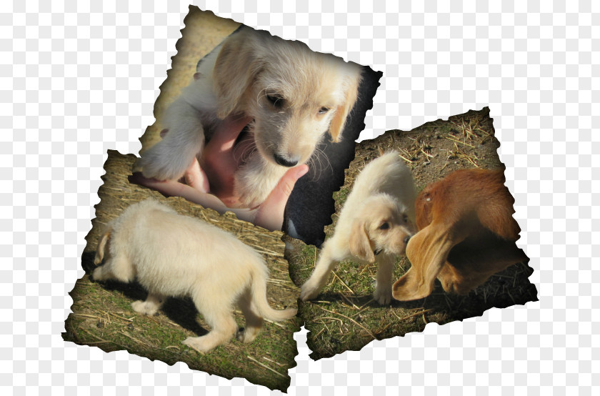 Dog Breed Snout Wildlife PNG