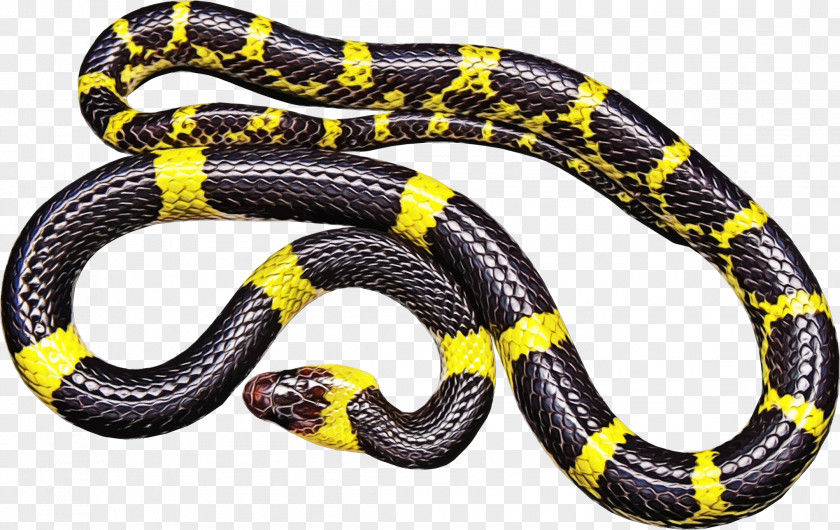Elapidae Serpent Snake Cartoon PNG