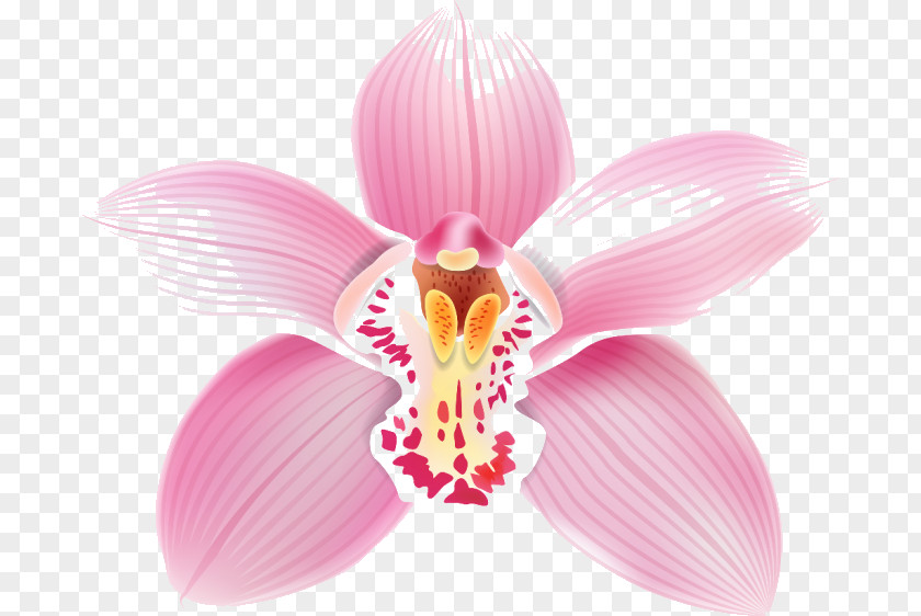 Flower Moth Orchids Clip Art PNG