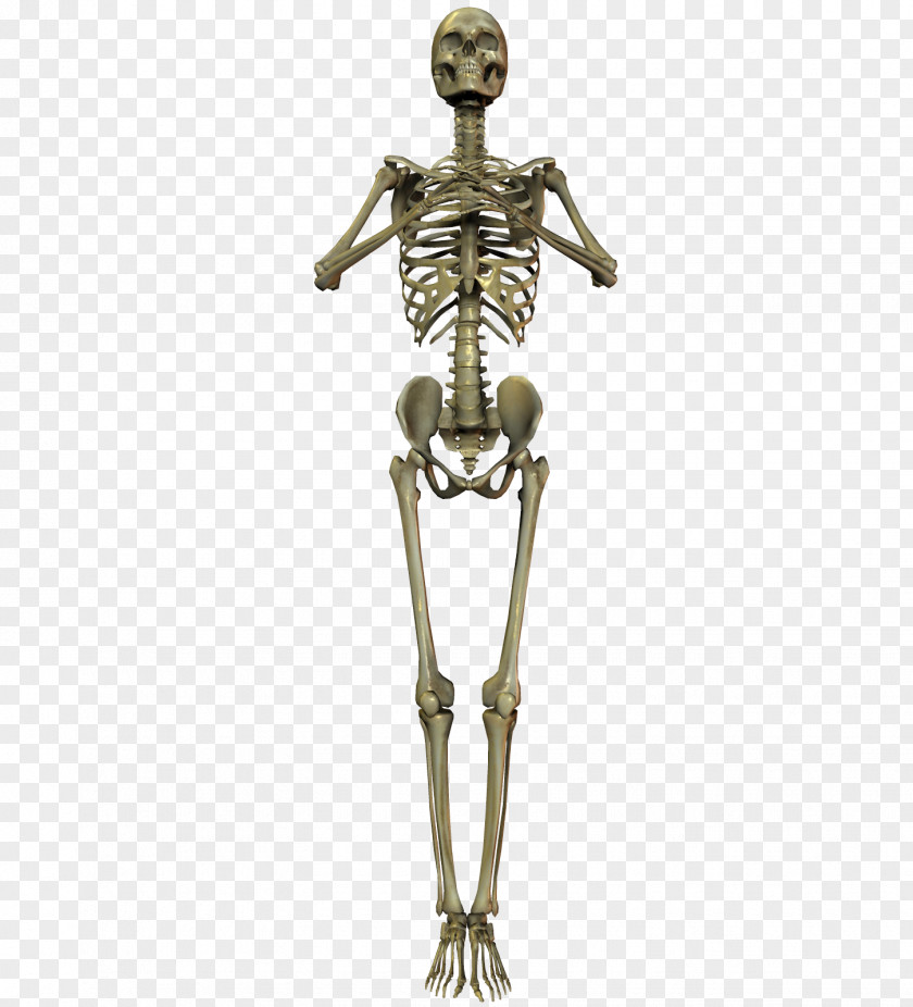 Skeleton Human Bone Skull PNG