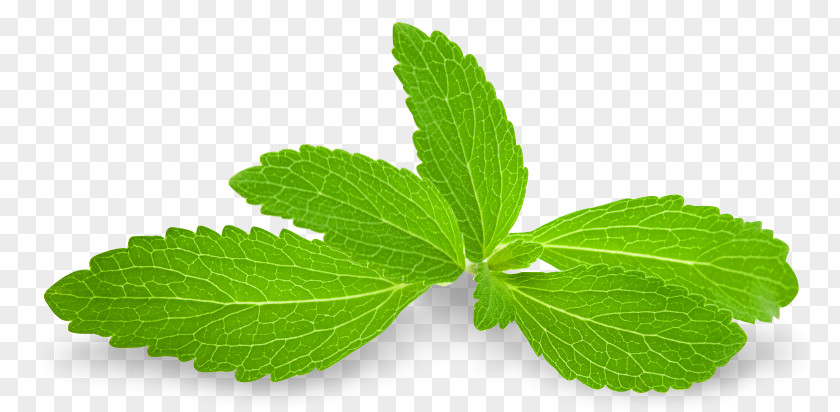 Spearmint Stevia Candyleaf Sugar Substitute Extract Steviol Glycoside PNG