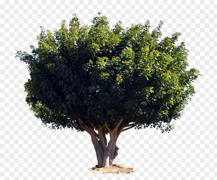 Tree Shrub Woody Plant PNG