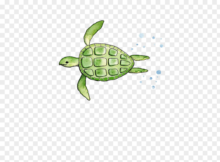 Turtle Sticker Paper Drawing Adhesive PNG
