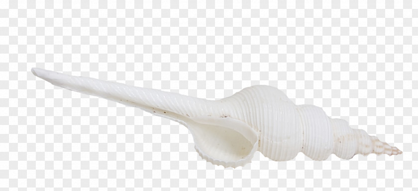 White Conch Creative Finger PNG