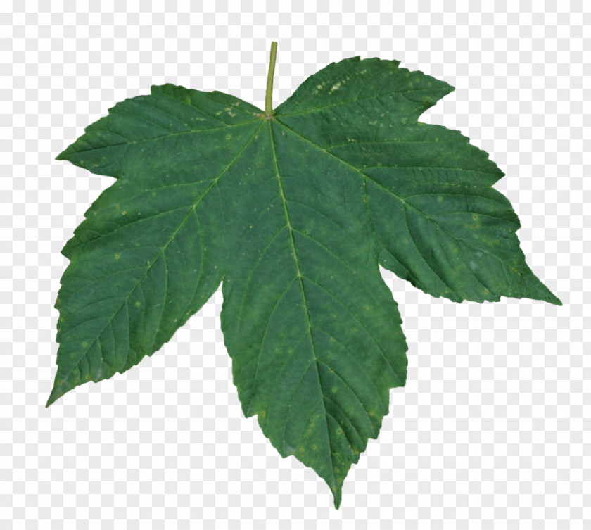 Green Leaf Image Resolution Layers PNG