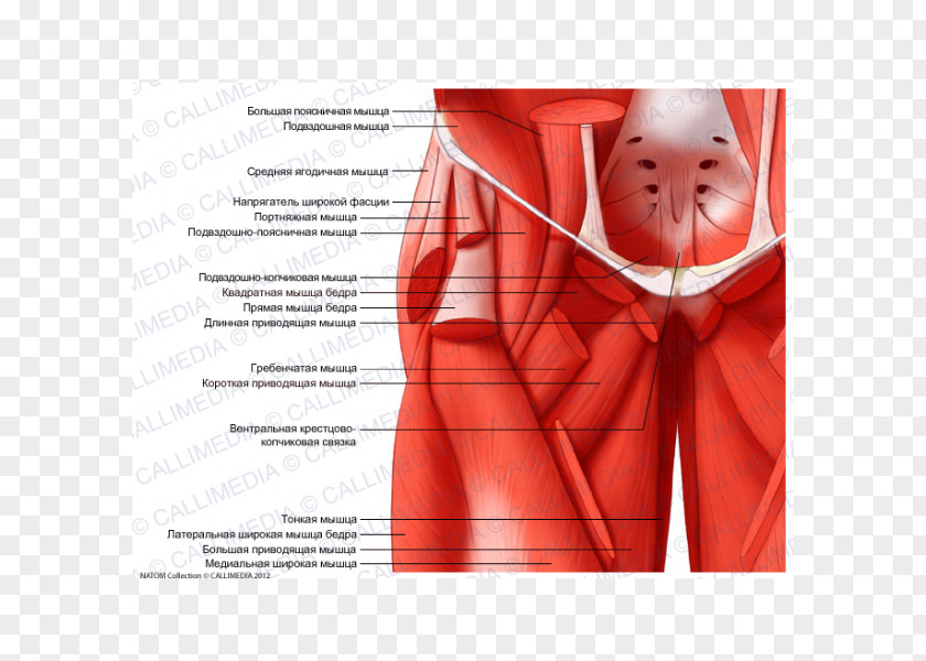 Iliopsoas Shoulder Human Anatomy Muscle Forearm PNG