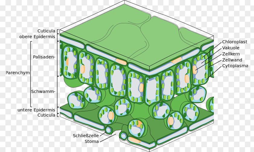 Leaf Palisade Cell Photosynthesis Function Tissue PNG