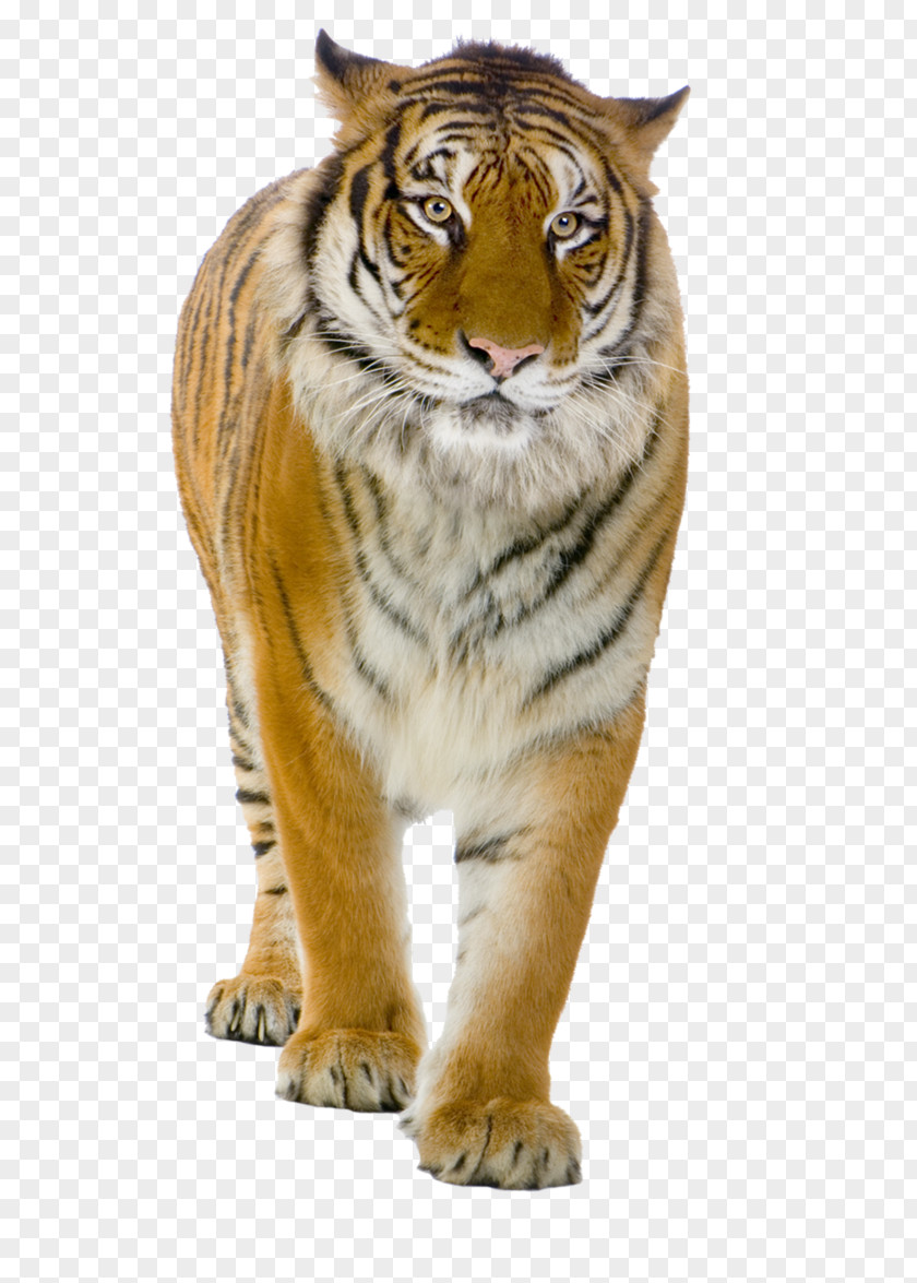 Tiger Felidae Lion PNG