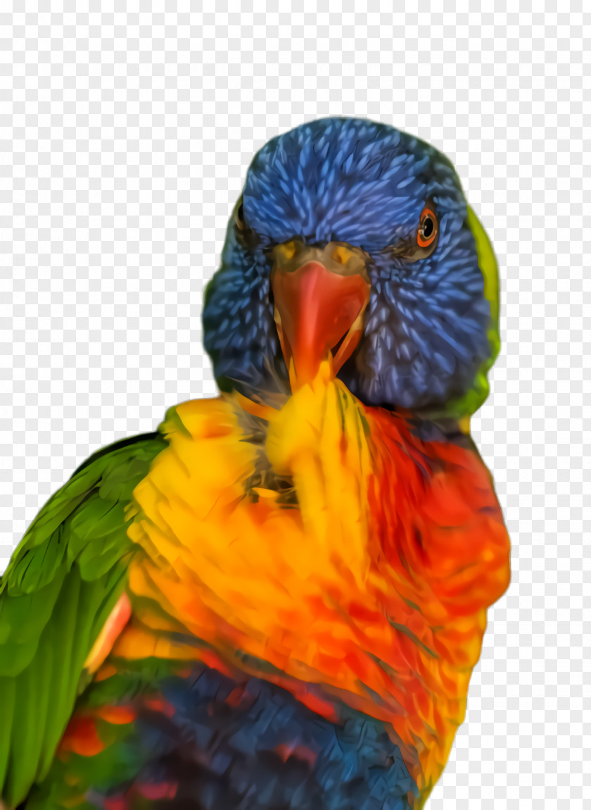 Wing Parakeet Colorful Background PNG