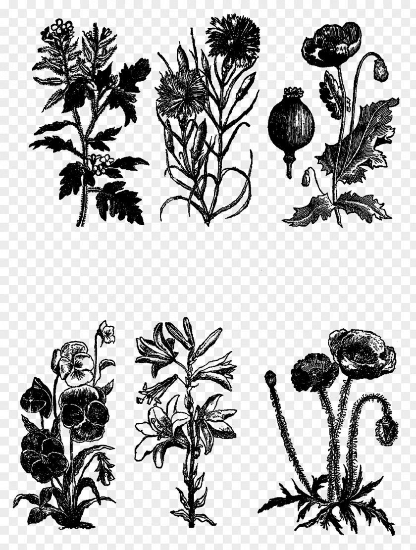Botanical Flowers Black And White Woody Plant Visual Arts Monochrome Photography PNG