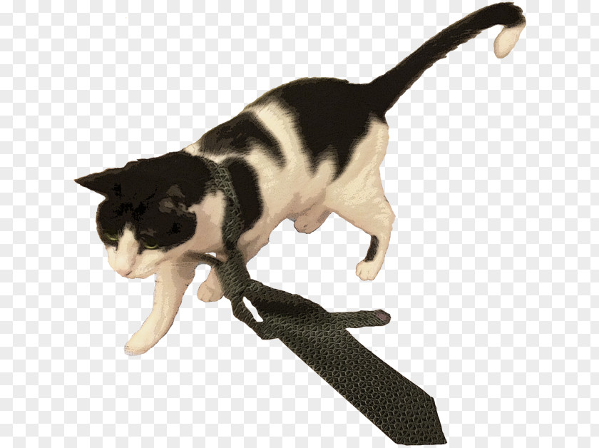 Cat Domestic Short-haired Whiskers Tail PNG