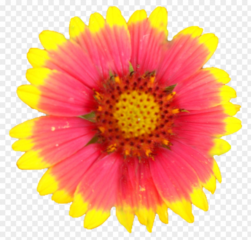 Chrysanthemum Garden Cosmos Blanket Flowers Transvaal Daisy Cut PNG
