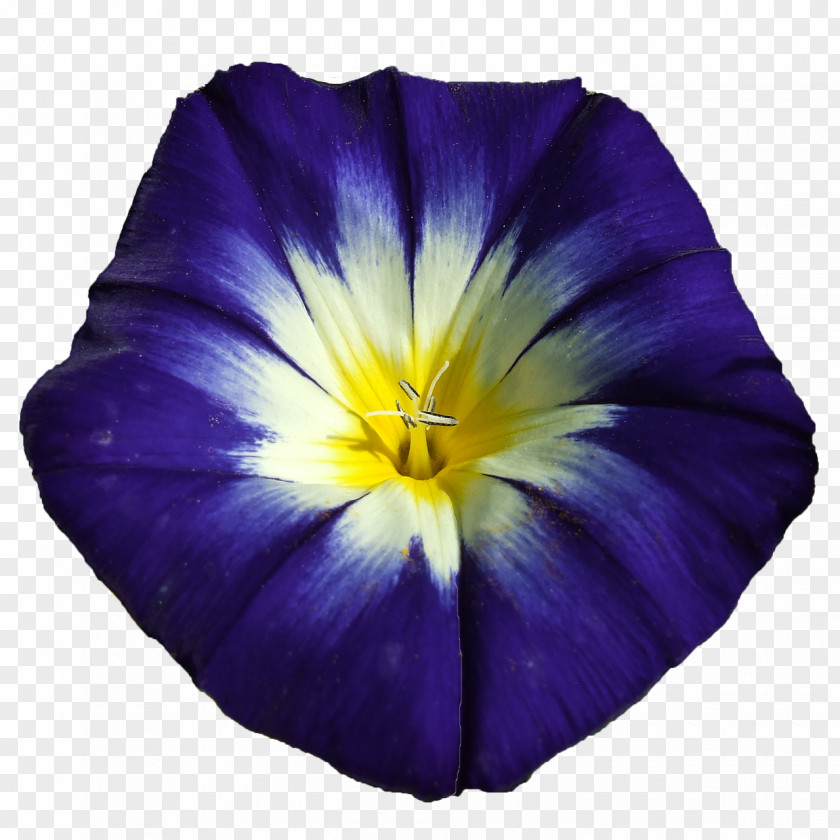 Flower Blue Purple Violet Ipomoea Nil PNG