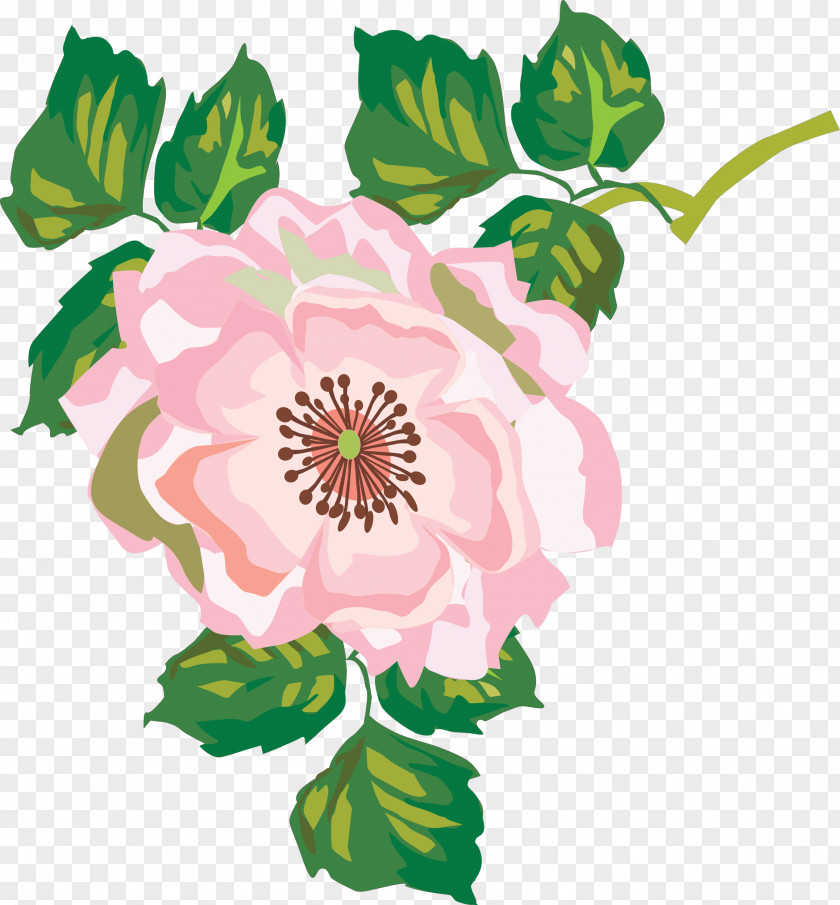 Flower Floral Design Pink Cabbage Rose Clip Art PNG