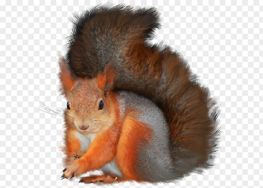 Squirrel Appreciation Day Clip Art Computer File Psd Adobe Photoshop PNG