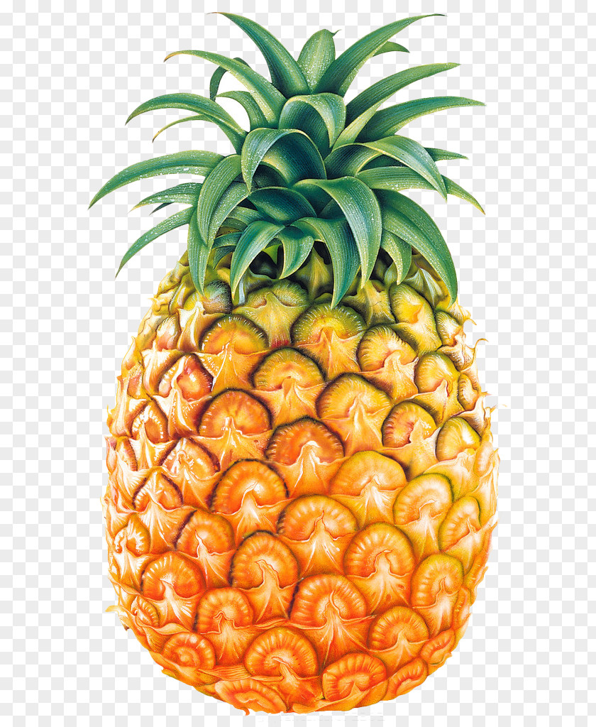 Vector Fruit Pineapple Clip Art PNG