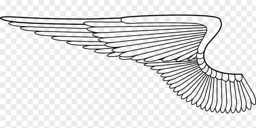 Angel Wings Vector Airplane Wing Clip Art PNG