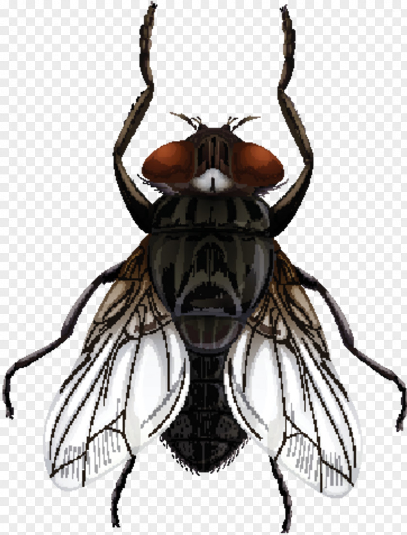 Housefly Vector Graphics Stock Photography Illustration PNG