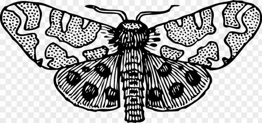 Moth Cliparts Giant Leopard Luna Clip Art PNG