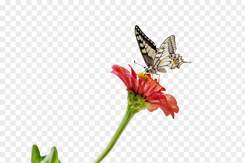 Papilio Swallowtail Butterfly Insect Moths And Butterflies Machaon Pollinator PNG