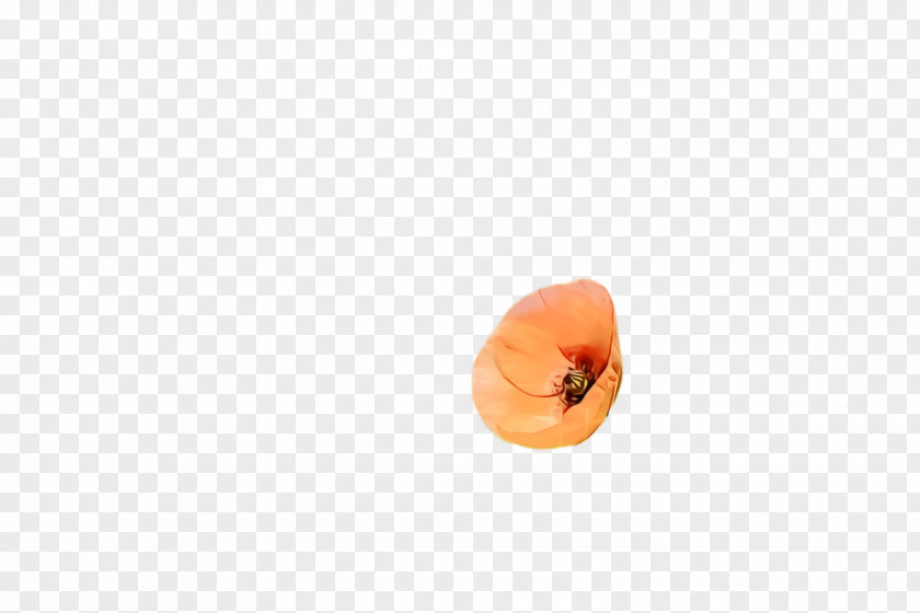 Persimmon Peach Blossom Flower PNG