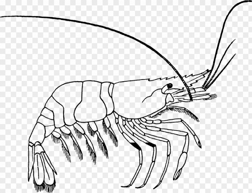 Shrimp Coloring Book Drawing Clip Art PNG