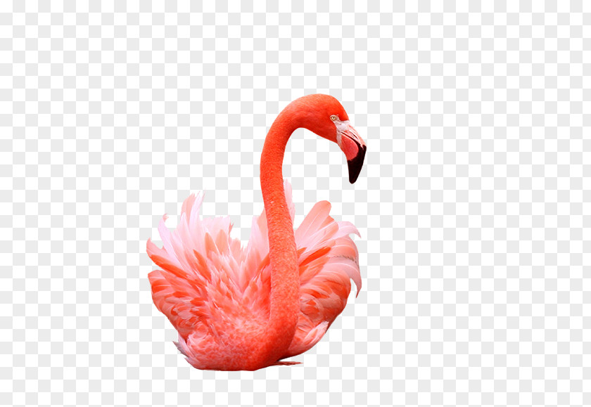 Flamingo Pictures Flamingos Bird Shutterstock PNG