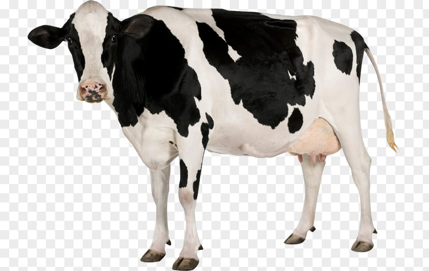 Holstein Friesian Cattle Calf Stock Photography Dairy PNG