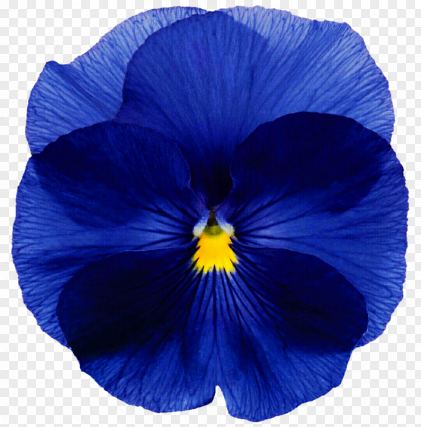 Pansy Flower Blue Annual Plant Seed PNG