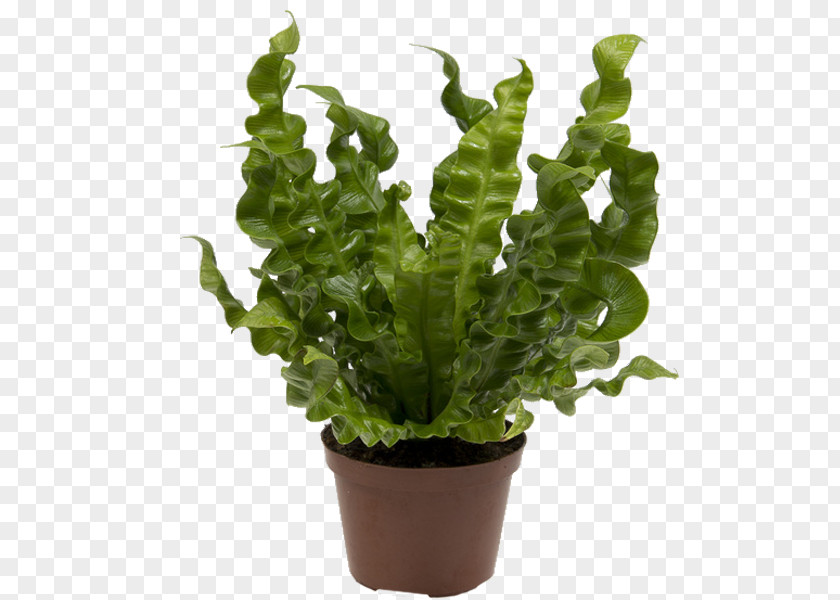 Plant Asplenium Antiquum Nidus Houseplant Vascular PNG