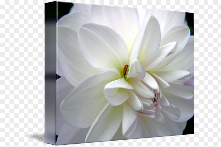 Design Dahlia Gallery Wrap Floral Canvas Magnolia Family PNG