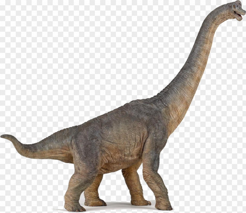 Dinosaur Brachiosaurus Velociraptor Stegosaurus Apatosaurus Morrison Formation PNG