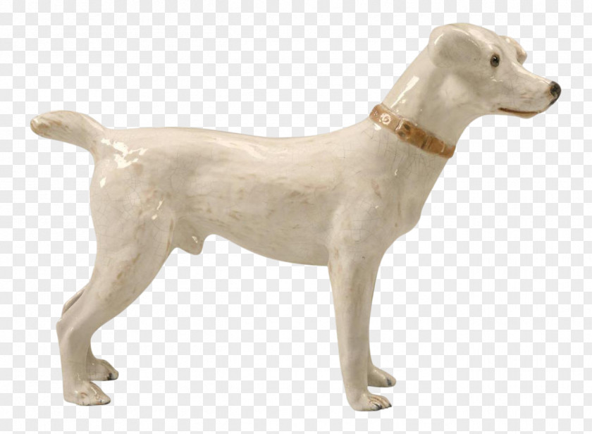 Dog Breed Sporting Group Retriever Companion PNG