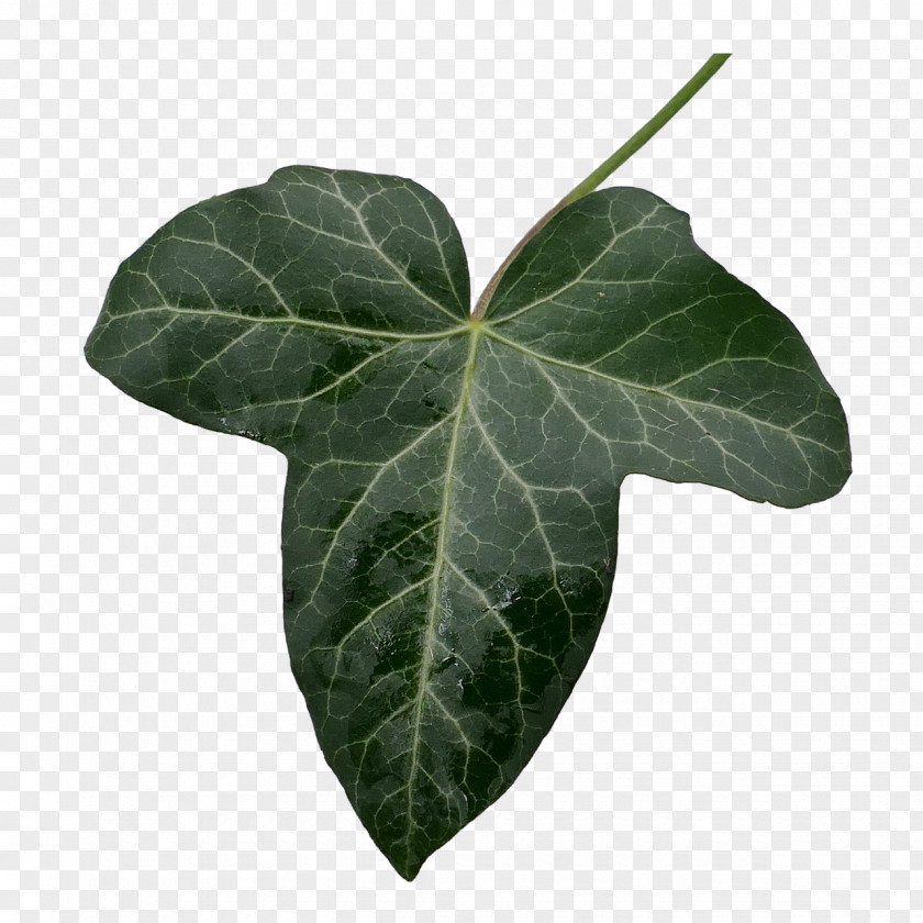 Leaf Common Ivy Image Clip Art PNG