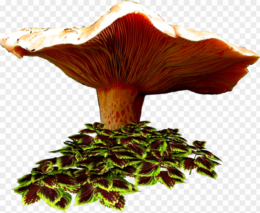 Mushroom Centerblog Drawing Image PNG