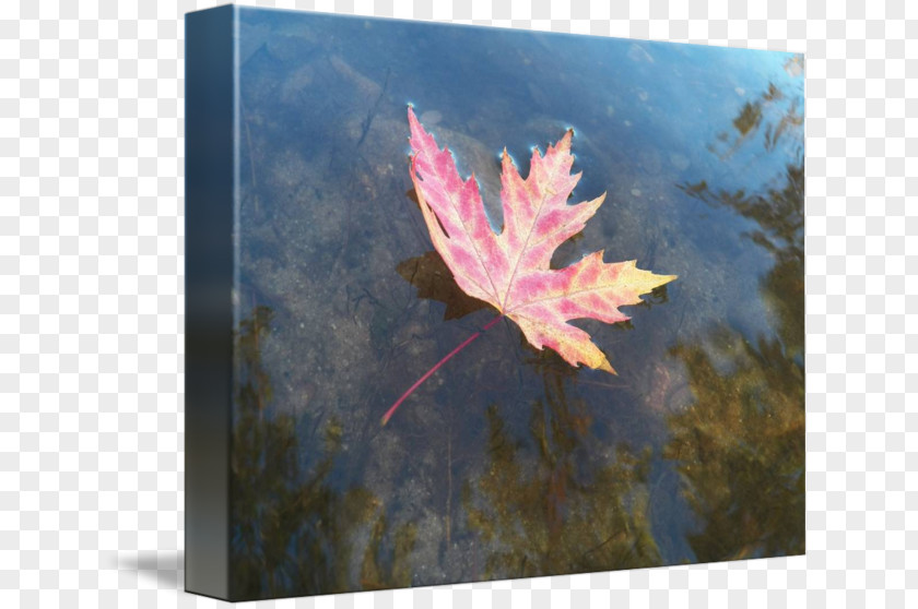 Painting Maple Leaf PNG