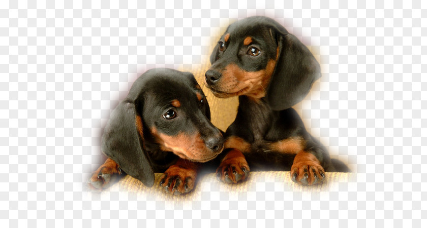 Puppy Dachshund Black And Tan Coonhound English Toy Terrier Baby Pets PNG