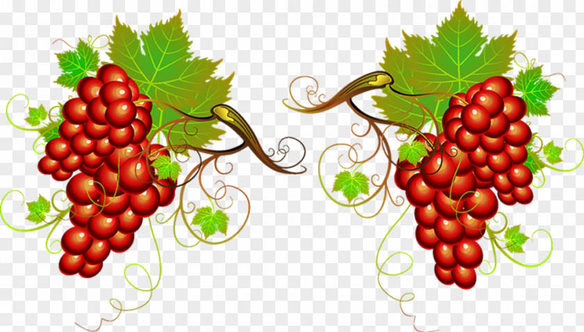 Vector Painted Grapes Wine Grape Clip Art PNG