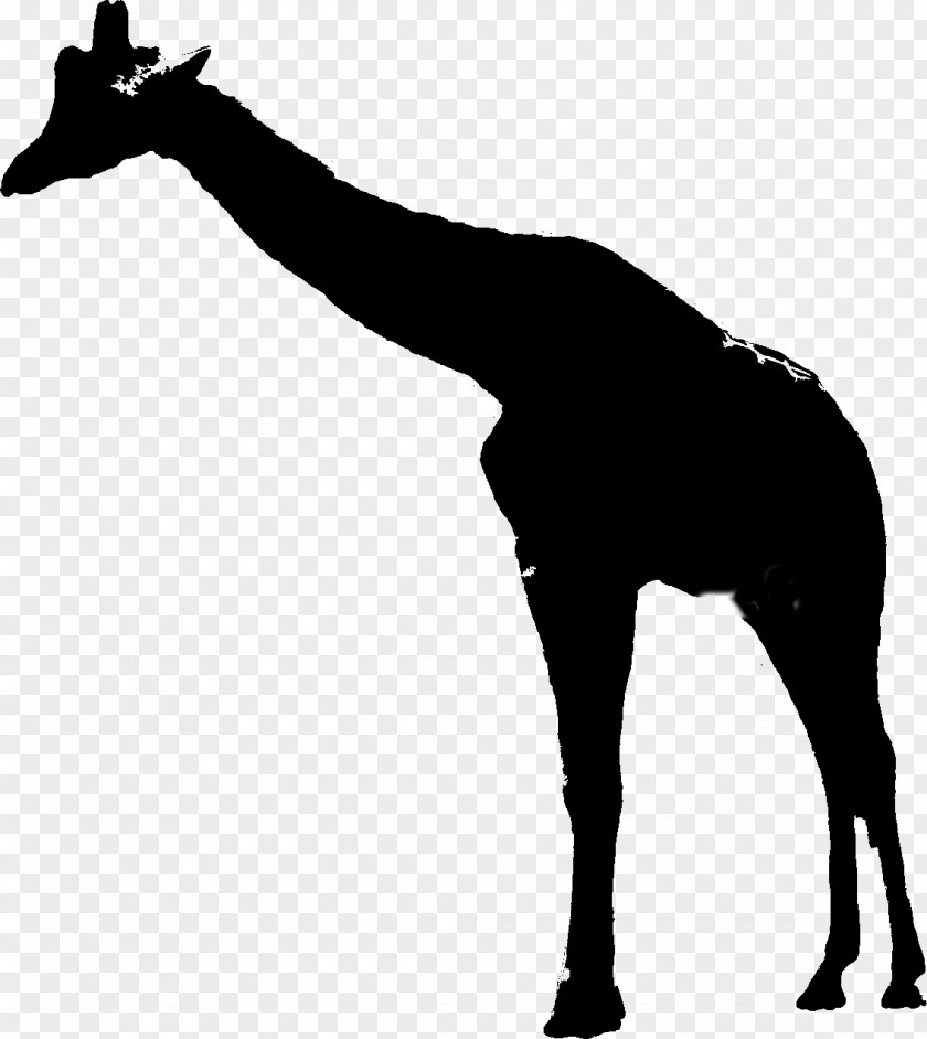 Giraffe Mustang Mane Neck Pack Animal PNG