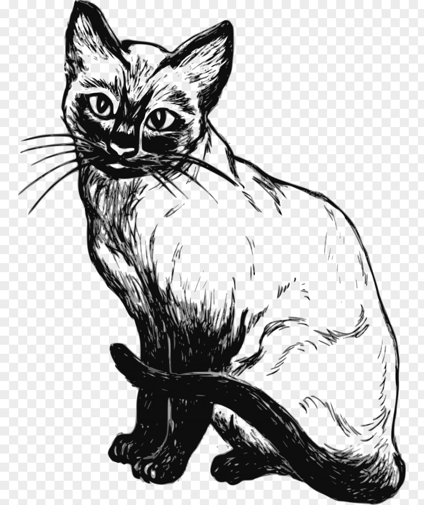 Kitten Siamese Cat Drawing Sketch PNG