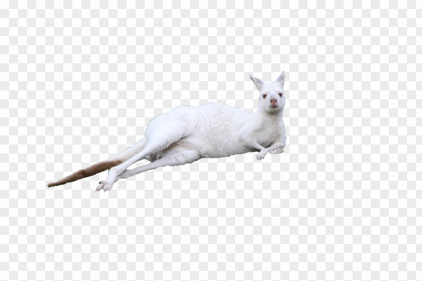 Lying On The White Kangaroo Kitten Cuteness PNG
