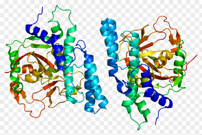 Protein Poly (ADP-ribose) Polymerase PARP1 PARP Inhibitor BRCA1 PNG