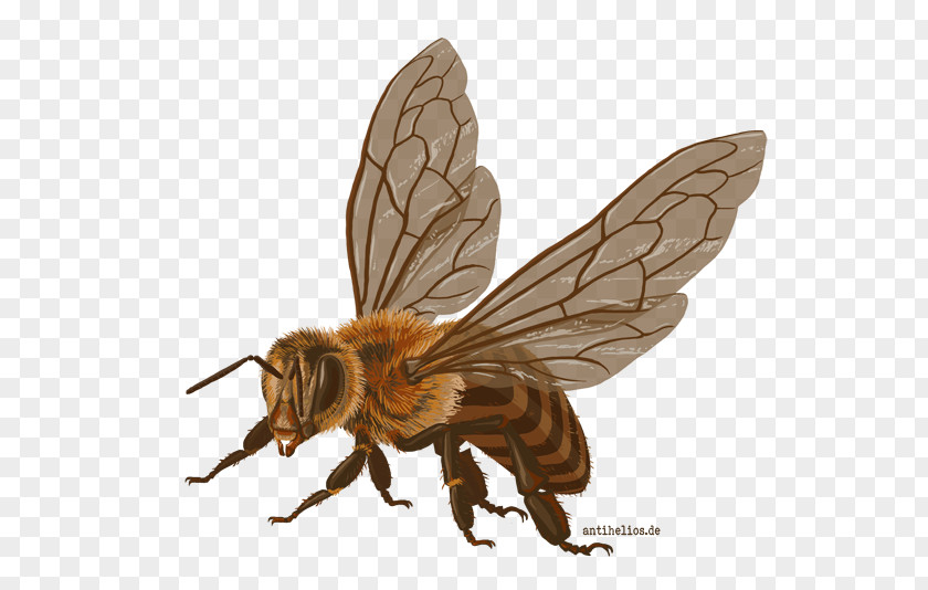 Bee Honey Insect Department Design University Of North Dakota PNG