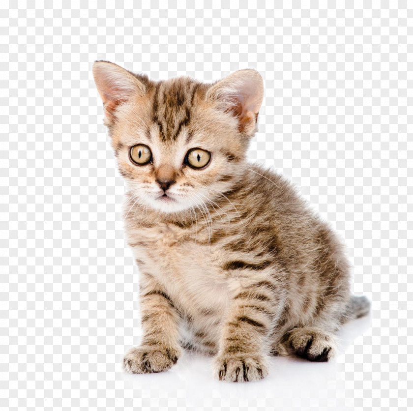 Cute Pet Cats And Dogs Cat Dog Kitten Puppy PNG