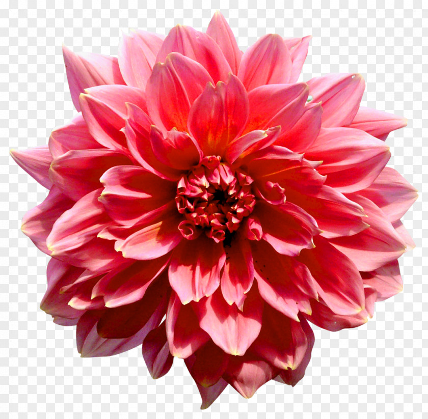 Dahlia Flower Photography PNG