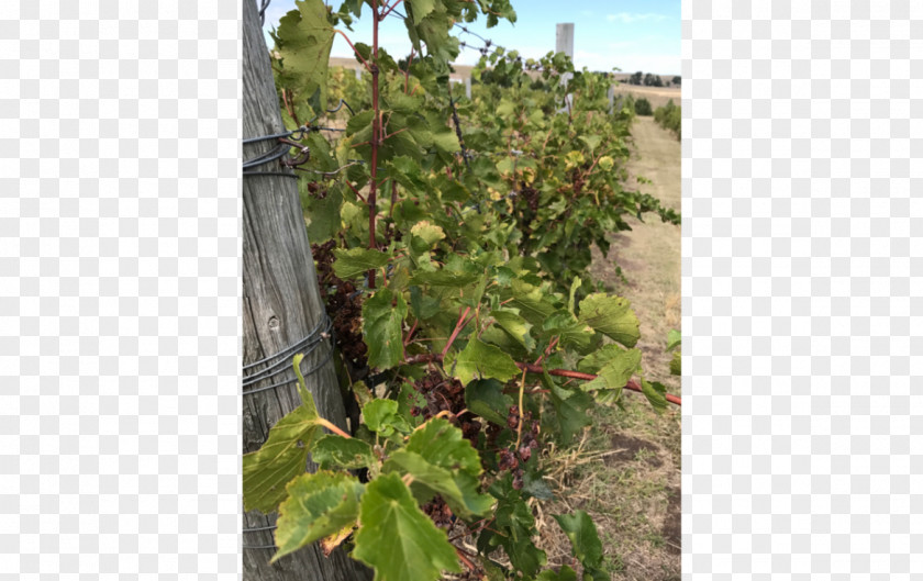 Landed Estate Sage Hill Vineyard & Winery Common Grape Vine Lashley Land And Recreational Brokers Winemaker PNG