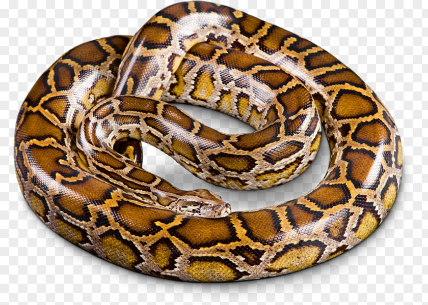 Tigerpython Boa Constrictor Snakes Burmese Python Molurus Hognose Snake PNG
